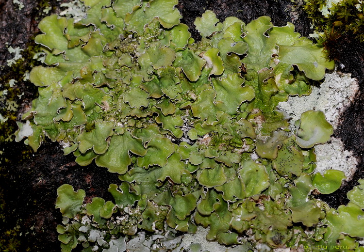 Licheni di Vallombrosa